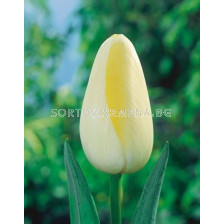 Лале/ Tulipa Le Crin Blanc - 1 бр.