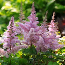 Астилбе /ASTILBE HEART AND SOUL/ 1 бр