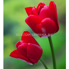 Лале/ Tulips triumph Unique de France - 1 бр.