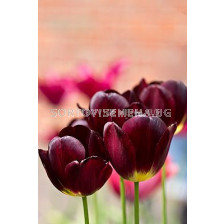 Лале Wallflower (Special edition)