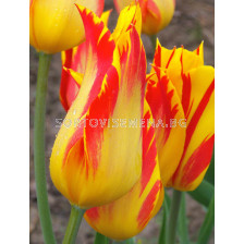 Лале Flaming Bayside 1 бр