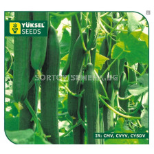 Семена Краставици оранжерийни /GOLIA F1/  ZKI -500 сем