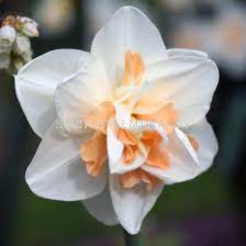 Нарцис ( Narcissus Delnasaugh) 1 оп - 5 бр
