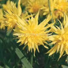 Нарцис ( Narcissus Rip van Winkle) 1 оп - 7 бр