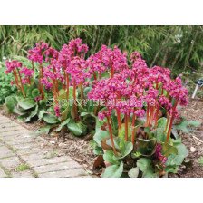 Бергения /Bergenia Cordifolia/ 1 бр