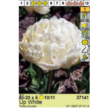 Лале/ Tulipa Up White - Пакет: 1 оп. - 5 бр.