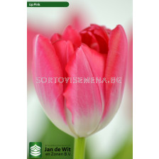 Лале Up Pink 1 бр