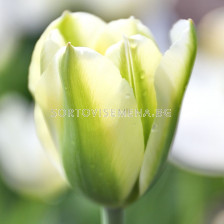 Лале /Tulip Green Spirit/ 11/12