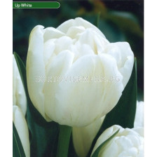 Лале /Tulip Up White/ Double -11/12