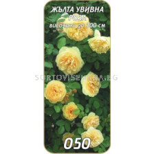 Увивна роза 050