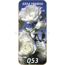 Увивна роза 053