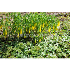 Мерибел - Uvularia Grandiflora - 1 бр 