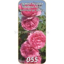 Увивна роза 055