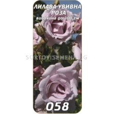 Увивна роза 058
