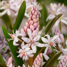 Синчец розов /Scilla Bifolia Rosea/ 1 бр
