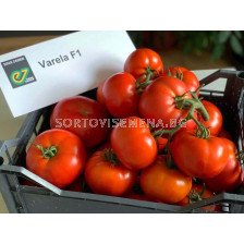 НОВО! Семена домати Варела F1 - Varela F1 - 500 бр. семена