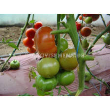 Семена домати Велосити F1- Velocity F1 - 500 бр. семена