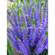 Вероника /Veronica Blue Explosion/ 1 корен