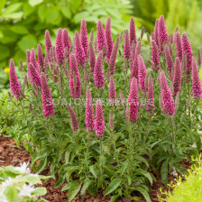 Вероника /Veronica Spicata Heidekind/ 1 корен