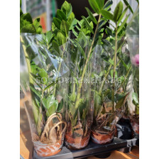  Zamioculcas zamiifolia (Дървото на парите и желанията) - 1бр