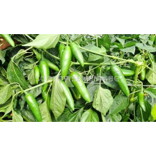 Семена Пипер JALAPENO 143-142 F1 / -ZKI -  1000 с (тип Барут)