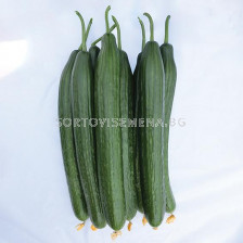 Семена краставица Виго - пролетна и есенна реколта - 100 семена