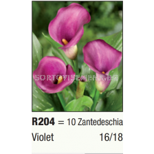 Кала виолетова/ Zantedeschia (Calla) Violet - 1 бр.