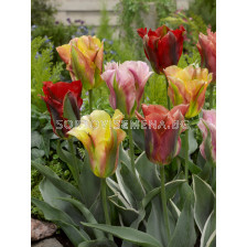 Лалета viridiflora mixed - 1 бр.