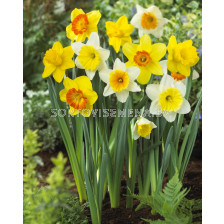 Нарцис /Narcissi large-cupped mix / 