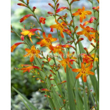Крокосмия / Crocosmia 'Meteore' / 1 бр 
