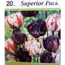 Лалета Carnaval Denise and Black hero - 20 луковици