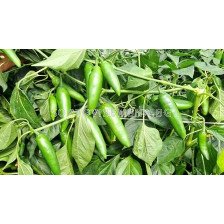 Семена Пипер JALAPENO 143-142 F1 / -ZKI -  1000 с (тип Барут)