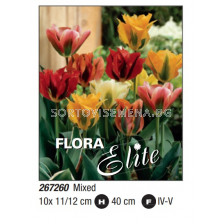 Лале/ Tulipa viridiflora mixed - Пакет: 1 оп. - 10 бр.