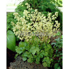 Хойхера / Heuchera Briz. Schneewittchen / 1 бр