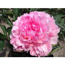 Божур Paeonia pietertje vriend/ Peony - 1 бр.