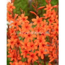 Уатсония / Watsonia pyramidata/ 1 бр