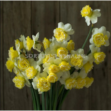 Нарцис/ DOUBLE NARCISSUS Wave - 1 бр.