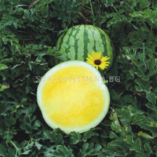 Семена дини Йелоу Бътъркап/ WATERMELON YELLOW BUTTERCUP (HYBRID) - SAKATA -  500 семена