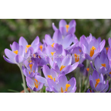 Минзухар /Crocus Tom Barr's Purple/ 1 бр