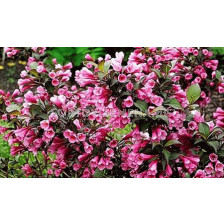 Вейгела /Weigela Florida Foliis Purpureis/ 1 бр фиданка 