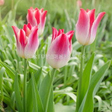 Лале/ Tulips triumph Whispering Dream - 1 бр.