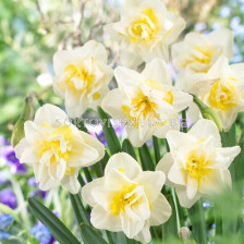 Нарцис/ Narcissi double White Lion - 1 бр.