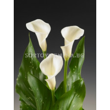 Кала Zantedeschia (Calla)  'White Ideal' 14/16 - 1 бр.