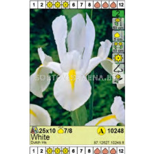 Ирис бял/  Dutch Iris White - Пакет: 1 оп.- 10 бр.