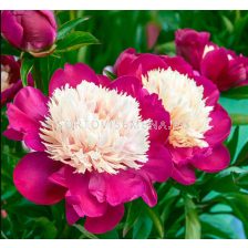 Божур японски сорт Paeonia white cap/ Peony - 1 бр.