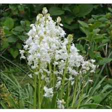 Лъжезюмбюл/ hispanica 'White City' -1 бр.