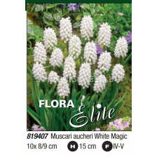 Мускари/ Muscari aucheri White Magic - Пакет: 1 оп. - 10 бр.