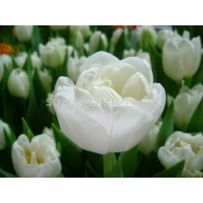 Лале /Tulip White Heart/ Double 11/12