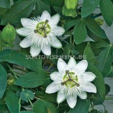 Пасифлора бяла - Passiflora hibride white