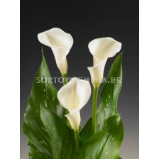 Кала Zantedeschia (Calla)  'White Ideal' 14/16 - 1 бр.